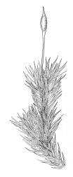 Macromitrium longirostre var. longirostre, habit with capsule, moist. Drawn from D.H. Vitt 9725, CHR 448030.
 Image: R.C. Wagstaff © Landcare Research 2016 